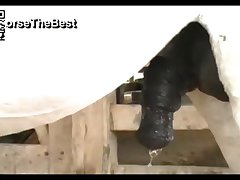 Big Pussy Mare Vs Jack Donkey Youtube