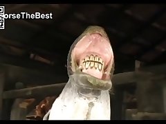 Big Pussy Mare Vs Jack Donkey Youtube