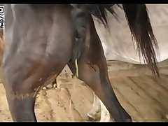 Big Pussy Mare Vs Jack Donkey Youtube