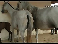 Horse Stallion Hot