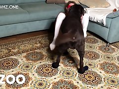 Dog Porn Recent