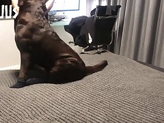 Fucked A Dog Porn