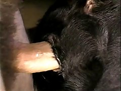 Woman And Her Dog Porn