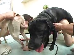 Dog Porn Aporntv