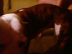One Piece Dog Porn