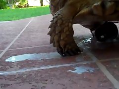 Skinny Dog Porn