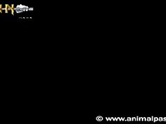 Art Of Zoo Dogs
