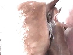 Real Homemade Animal Sex