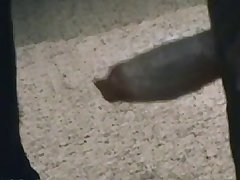 Mom Loves Dog Xxx