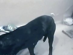 Mom Loves Dog Xxx