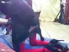 Filme Pornô Com Animais