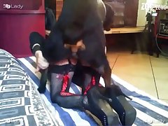 Videos Zoofilia Gratis