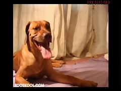 घोड़ा की और लड़की की सेक्सी