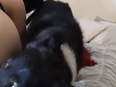 Sesso Animali