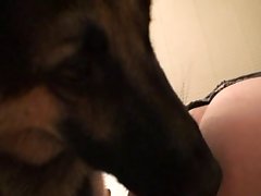 Pornô Com Cachorro