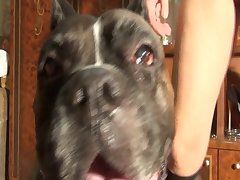 Dog Xxx Com