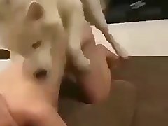 Köpek Insan Porno