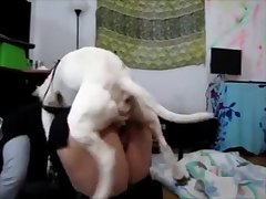 dog porn