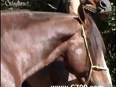 Creampie Dog Pussy Porn
