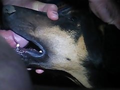Kittykardy Dog Porn