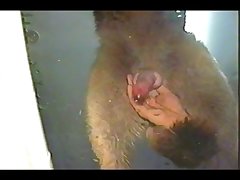 Horse Dildo Shemale Porn