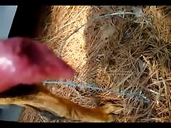 Porn Horse Penis
