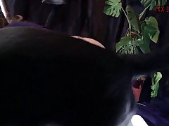 Dog Knot Animated Porn