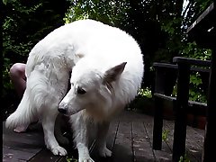 Horse Cock Animal Porn