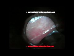 Dog And Wife Porn
