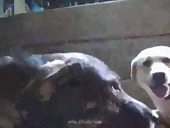 Riding Dog Dick Porn