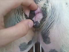 Changed Squid Dog Porn