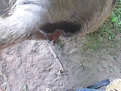 Dog Pussy Fleshlight Porn