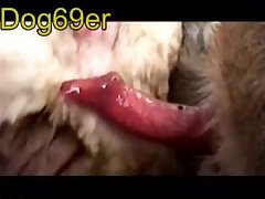 An Animal In The Equine Family Of Either Sex That Is One Year Old Or Younger