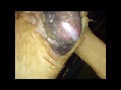 Girl Sucks Horse Cock Porn