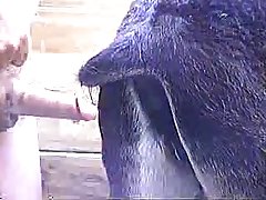 Horse Anal Fisting Porn