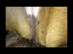 Guy Makes Out With Dog Porn