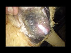 Guy Makes Out With Dog Porn