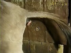 Animal Sex Comp