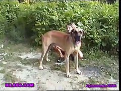 Gay Zoo Porn Dog