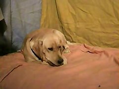 Daughter And Dog Porn