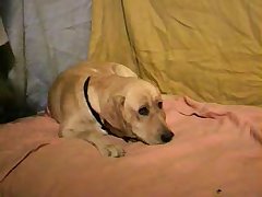 Daughter And Dog Porn