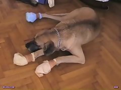 Girl Gets Raped By Horse Porn