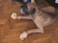 Girl Gets Raped By Horse Porn