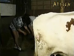 Girl Blows Horse Porn