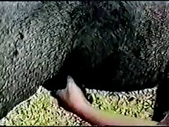 Videos Pornos De Zoofilia En Espanol