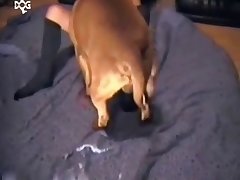 Dog Porn Self Record