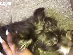 Beastiality Horse Creampie Porn