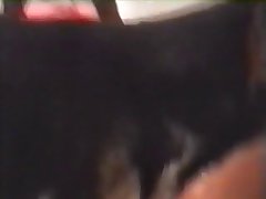 Women Horse Sex Porn