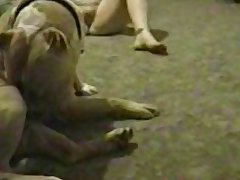 Gay Horse Dick Porn