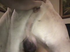 Big Dog Small Girl Porn